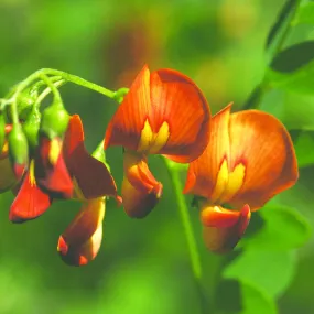 Bladder Senna