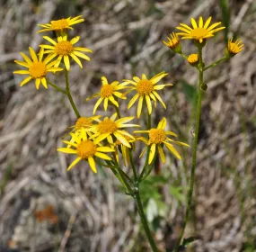 Prairie Groundsel - Packera plattensis